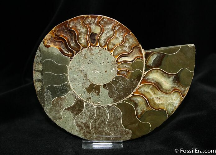 Inch Wide Halved Ammonite From Madagascar #772